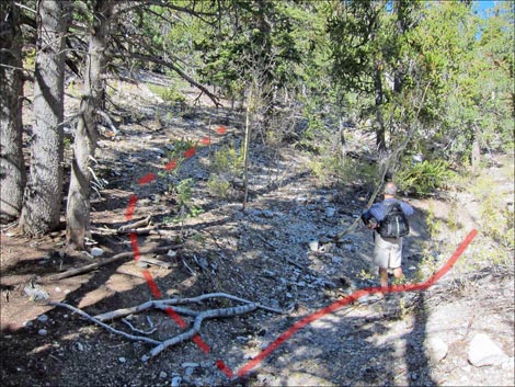 Old Bristlecone Trail