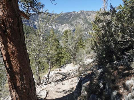 Cathedral Rock Trail