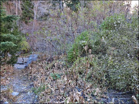 Fletcher Canyon Trail
