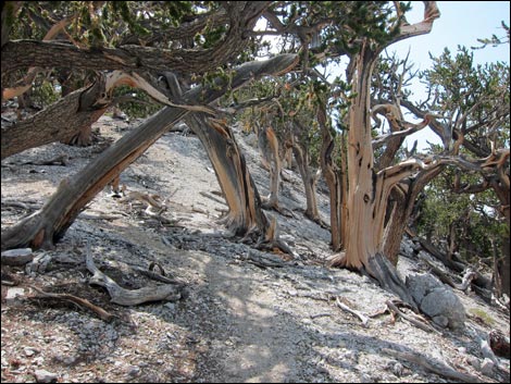 Fletcher Peak Trail
