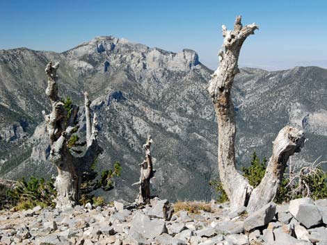 Griffith Peak