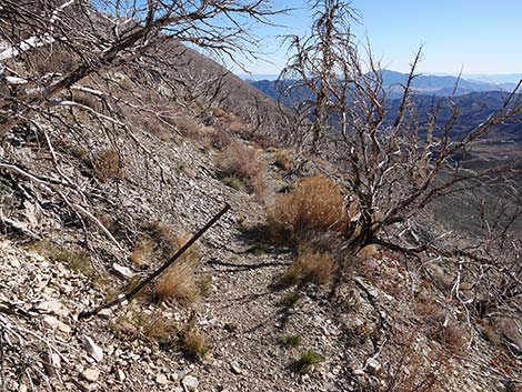 Harris Saddle Trail