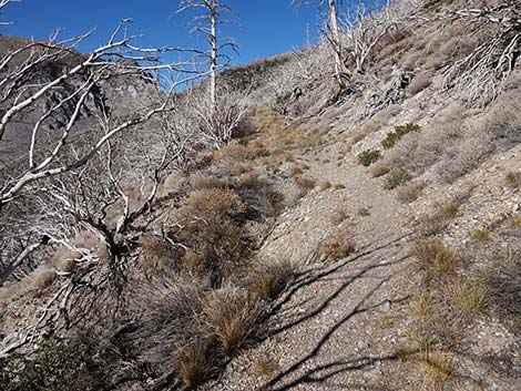 Harris Saddle Trail