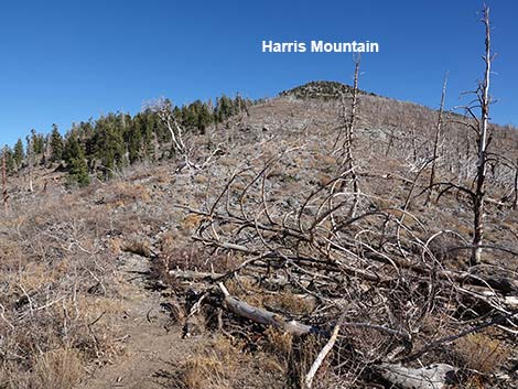Harris Saddle Trail