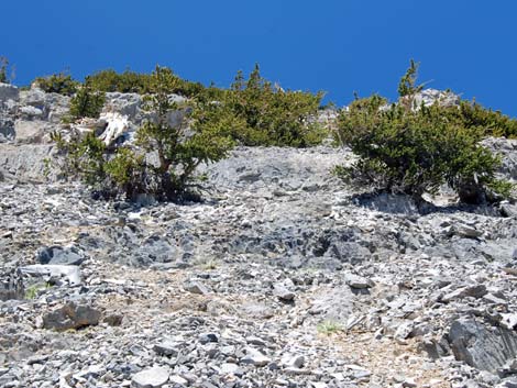 Mt Charleston, East Face