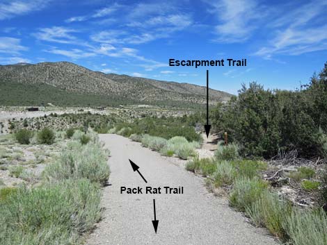 Pack Rat Trail