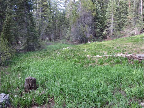 Macks Canyon Road