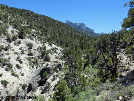 Blue Tree Loop Trail