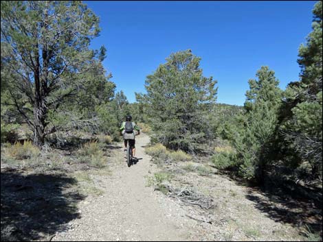 Sawmill Loop Trail