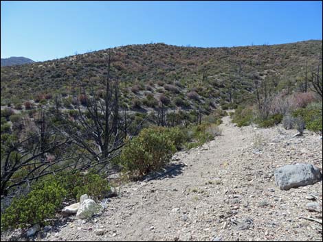 Schaefer Spring Trail