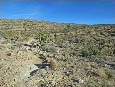 Cat-N-Hat Trail
