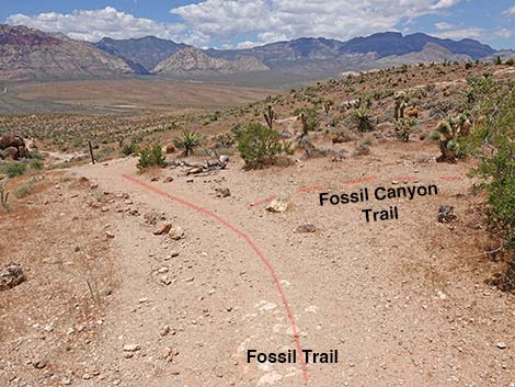 Fossil Canyon Trail