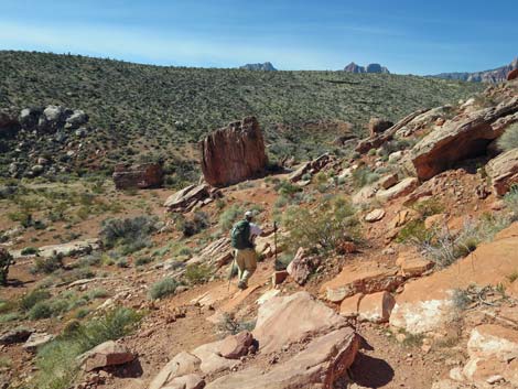 Calico Hills Loop Trail