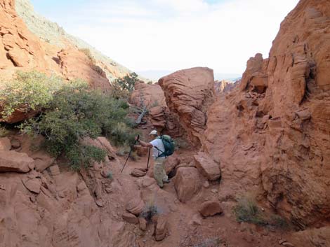 Calico Hills Loop Trail