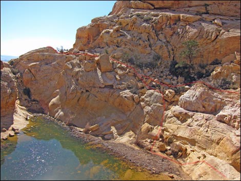 Calico Tanks