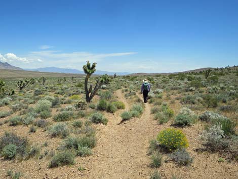 Campground Wash Trail