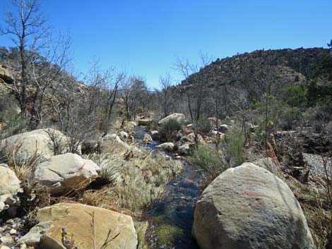 Escarpment Trail
