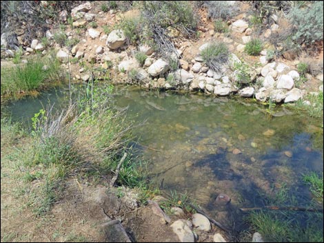 Fire Ecology Trail