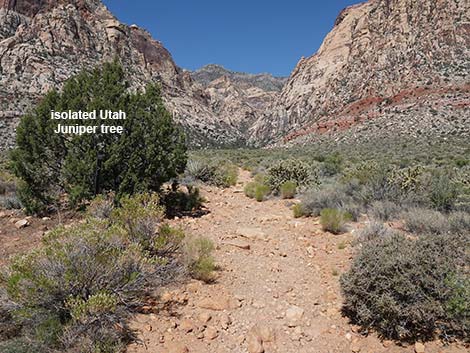 Oak Creek Canyon Trail 