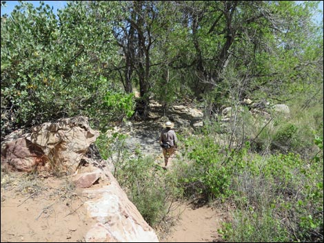 Pine Creek Trail