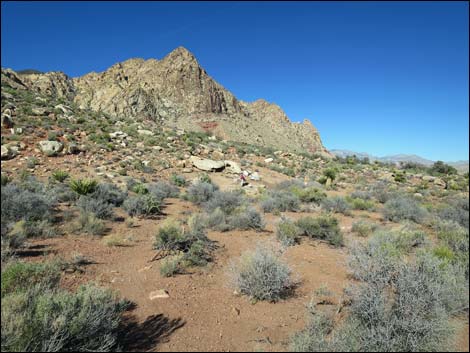 Cottonwood Valley Springs Loop Trail