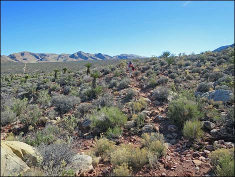 Cottonwood Valley Springs Loop Trail