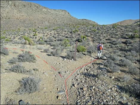 Cottonwood Valley Springs Loop Trail