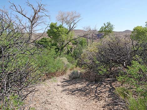Wheeler Camp Spring