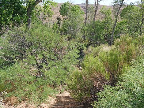 Wheeler Camp Spring