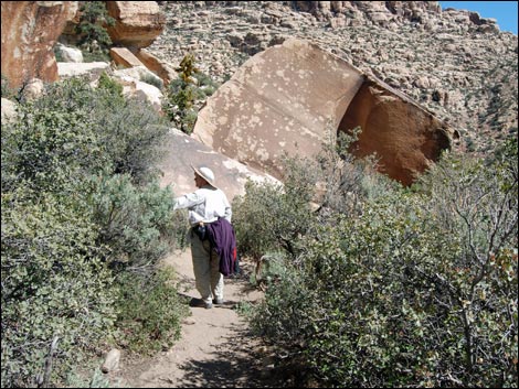 Willow Springs Loop
