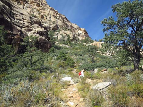 Willow Springs Loop