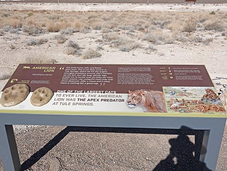 Megafauna Trail