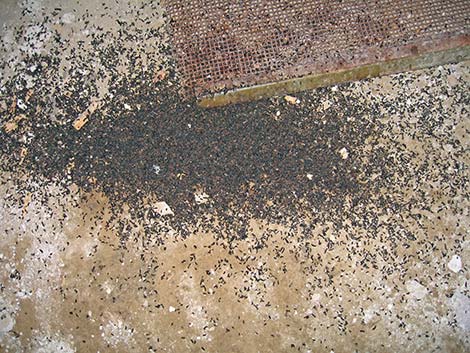 Unidentified Scat