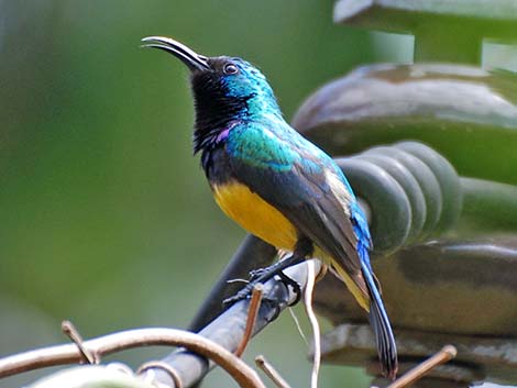 Tanzania