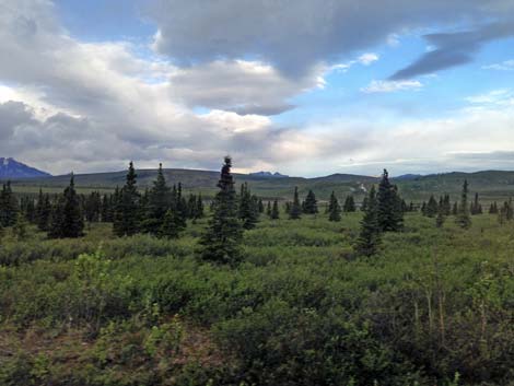 Denali birding