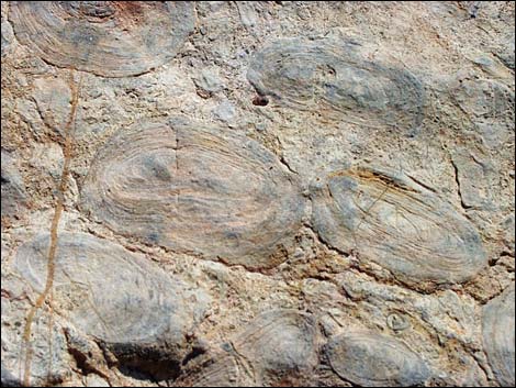 Chambless Trilobite