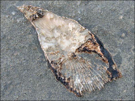 Fossil Coral