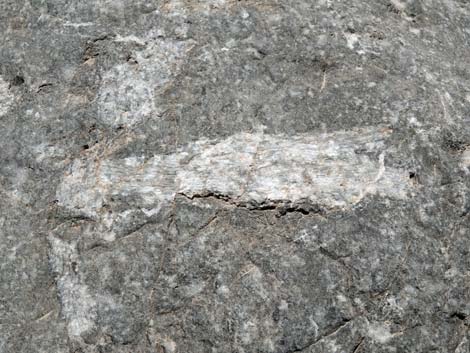 Fossil Coral
