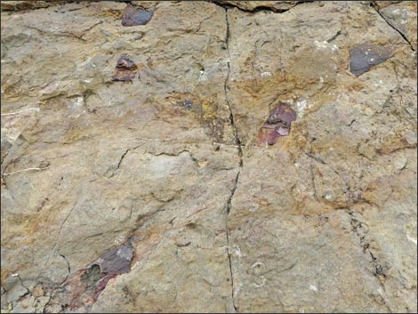 Fossil Plants