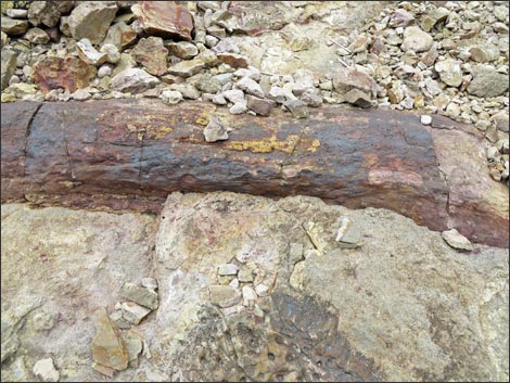 Fossil Plants