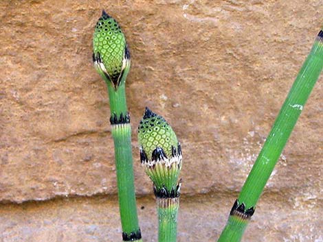 Smooth Horsetail (Equisetum laevigatum)