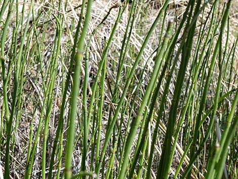 Smooth Horsetail (Equisetum laevigatum)