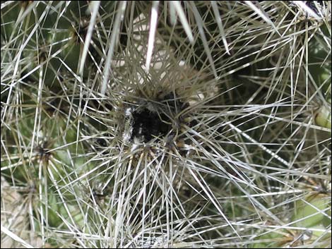 Blue Diamond Cholla (Cylindropuntia multigeniculata)