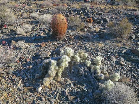 Blue Diamond Cholla (Cylindropuntia multigeniculata)