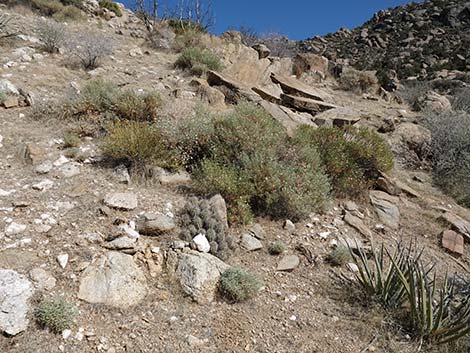 Baker Kingcup Cactus (Echinocereus bakeri)