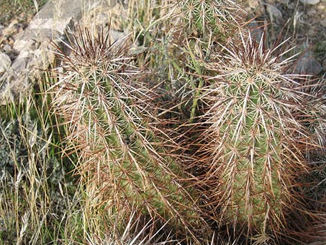 Engelmann's Hedgehog Cactus (Echinocereus engelmannii)