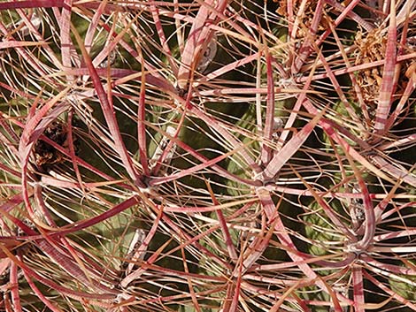 California Barrel Cactus (Ferocactus cylindraceus)