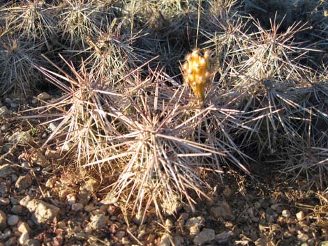 Matted Cholla (Grusonia parishii)
