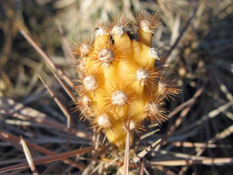 Matted Cholla (Grusonia parishii)