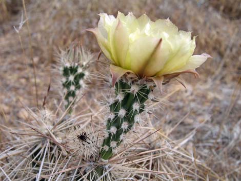 Matted Cholla (Grusonia parishii)